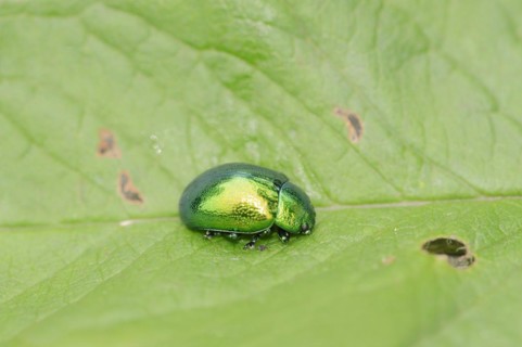 Mint leaf beetle (Chrysolina herbacea), leaf beetle, North Rhine-Westphalia, Germany