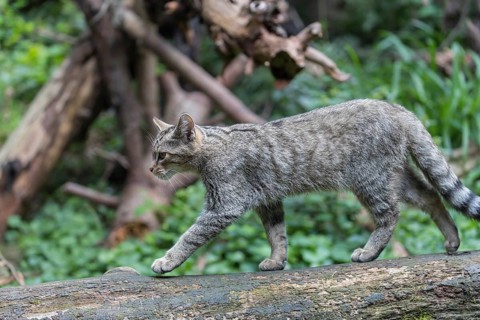 One young european wildcat, Felis silvestris silvestris, walking over a log with green vegetation