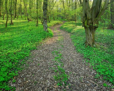 Hiking trail through sunny deciduous forest in spring, wood anemones cover the ground, near Laucha,