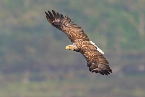 White-tailed Eagle (Haliaeetus albicilla) flying, Finnmark, Norway
