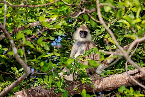 A langur sits in the green foliage of a tree and observes the surroundings, Hanuman langur near