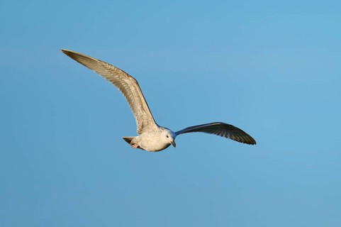 Seagull in flight in dynamic pose in front of a clear blue sky, Mediterranean gull (Larus