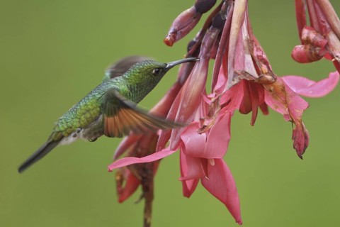 Stripe-tailed Hummingbird (Eupherusa eximia), Costa Rica