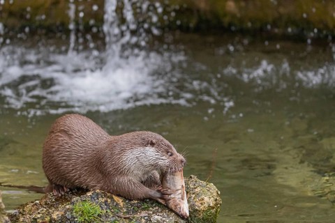 One Eurasian otter (Lutra lutra), sitting on a rock and feeding on a fisch. A little cascade in the