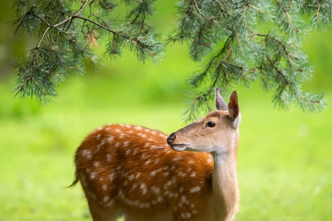 Sika deer (Cervus nippon) female on a meadow, Bavaria, Germany
