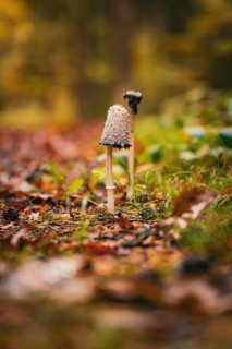 A single mushroom in focus against a blurred forest background, Calw, Black Forest, Germany