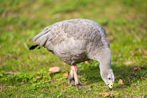 Cape Barren goose (Cereopsis novaehollandiae) on a meadow, Germany