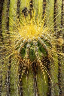 A detailed macro shot of a cactus in Los Cardones National Park, highlighting the intricate pattern