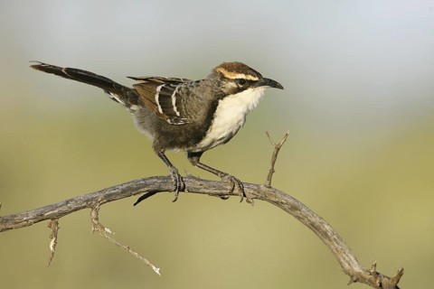 Chestnut-crowned Babbler (Pomatostomus ruficeps), New South Wales, Australia