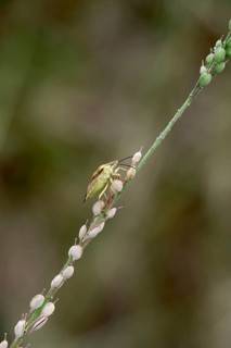 Bug in a garden, summer, Germany