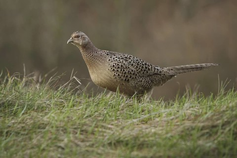 Common Pheasant (Phasianus colchicus) female, Germany