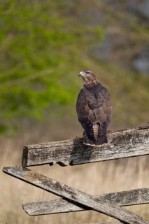 Common buzzard (Buteo buteo) adult bird of prey raptor on a countryside wooden fence, England,