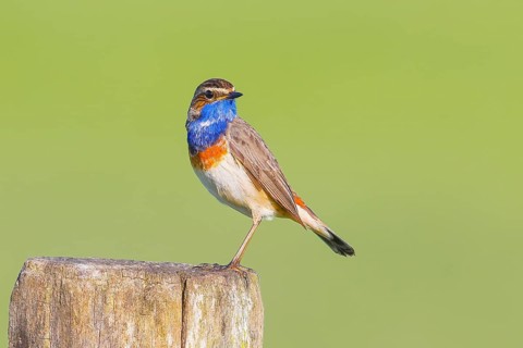 White-starred bluethroat (Luscinia svecica cyanecula), male, sitting on wooden fence post,