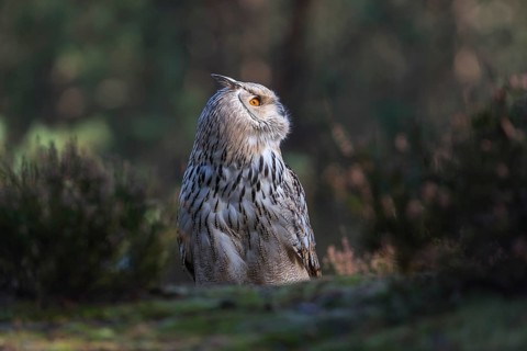 One Siberian Eagle Owl (Bubo bubo sibiricus) sitting on forest floor between green vegetation