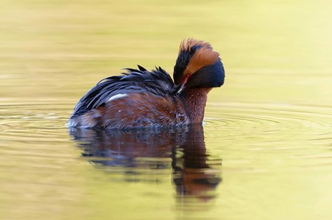 Horned Grebe (Podiceps auritus), Dalarna, Sweden