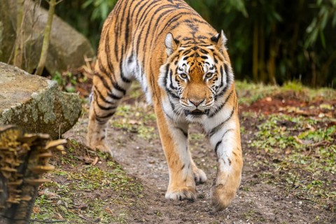 Siberian tiger (Panthera tigris tigris) walking in a forest, captive, incidence in Russia and