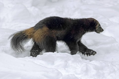 Wolverine, glutton, carcajou (Gulo gulo) running in the snow in winter, native to Scandinavia,