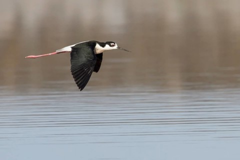 Black-necked Stilt (Himantopus mexicanus) flying over a marsh in central Washington State, USA