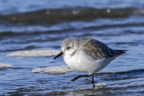 Sanderling (Calidris alba) in non-breeding plumage running in shallow water on the beach along the