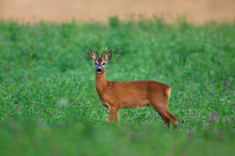 Roe Deer (Capreolus capreolus), an adult male or buck, standing alert on a field of clover, Hesse,