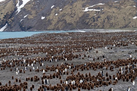 King penguins (Aptenodytes patagonicus), large breeding colony with adult birds and brown chicks on