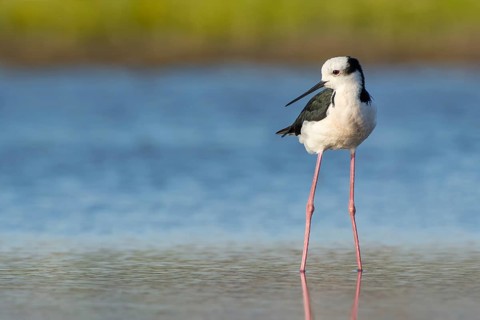 White-backed Stilt (Himantopus melanurus), Region Metropolitana, Chile
