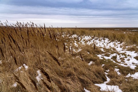 The East Frisian North Sea island of Juist in winter, marsh meadows on the Wadden Sea side, snow,