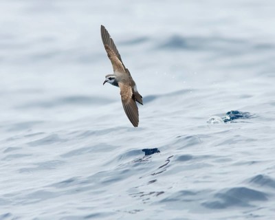 White-faced Storm Petrel (Pelagodroma marina) flying, Victoria, Australia