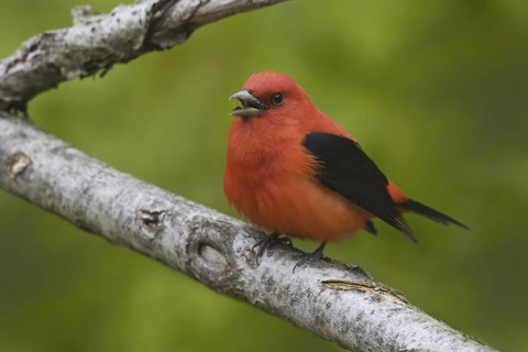 Scarlet Tanager (Piranga olivacea) singing male, Ontario, Canada