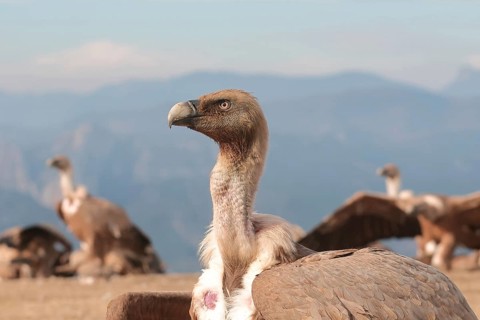A striking image of a Griffon Vulture, prominently displayed in its natural mountainous habitat,