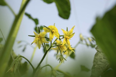 Vibrant yellow tomato blossoms ready to bloom