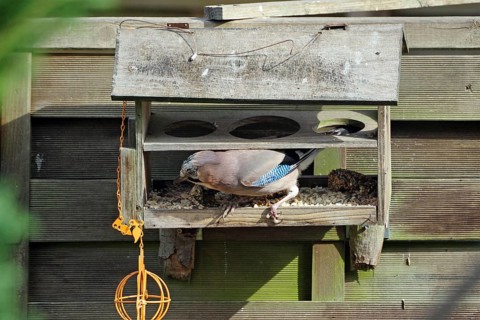 A jay in a wooden feeder in the garden, Braunschweig, Lower Saxony, Germany