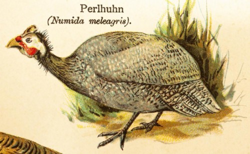 Guinea fowl (Numida meleagris) World of birds, historical illustration 1890