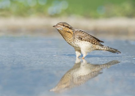 Eurasian Wryneck (Jynx torquilla) in water hole, Aosta Valley, Italy