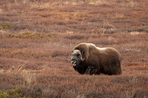 Musk ox (Ovibos moschatus) standing in the tundra in autumn, Dovrefjell-Sunndalsfjella National