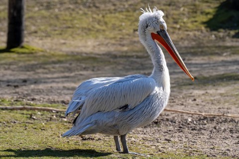 Dalmatian Pelican (Pelecanus crispus), portrait, occurring in South-East Europe, Central Asia,