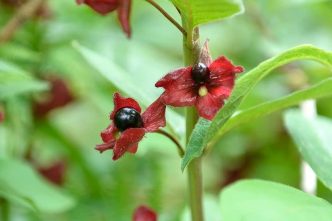 Honeysuckle (Lonicera involucrata), Exbury Gardens, Great Britain