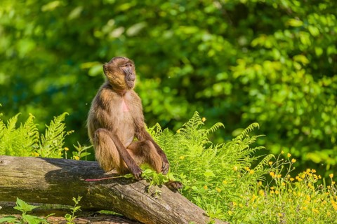 A male Gelada (Theropithecus gelada), or bleeding-heart monkey sits on a log lying in dense green