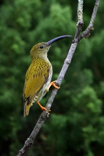 Streaked Spiderhunter (Arachnothera magna) perched on a branch, Malaysia