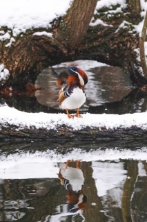 Mandarin duck with snow on a lake, winter, Germany