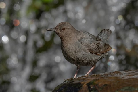 American Dipper (Cinclus mexicanus), California, USA