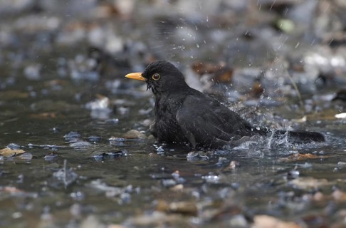 Common Blackbird (Turdus merula) male, Saxony, Germany