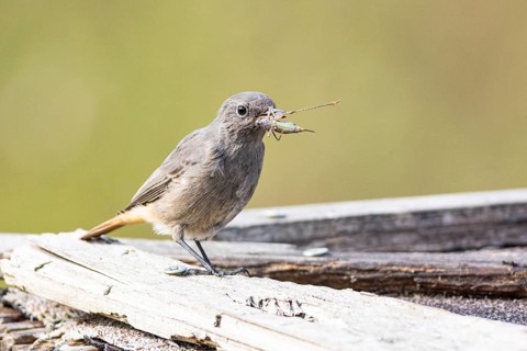 Black redstart (Phoenicurus ochruros) Germany