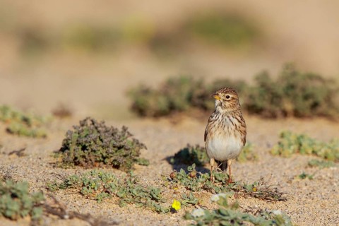 Lesser Short-toed Lark (Alaudala rufescens), Fuerteventura, Spain