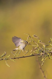 Yellow-browed Warbler (Phylloscopus inornatus), Khao Yai, Thailand