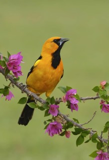 Altamira Oriole (Icterus gularis) singing, Texas, USA