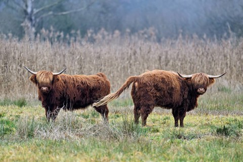 Two Highland cattle (Bos taurus), adult standing in a meadow, Reussspitz nature reserve,