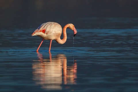 Greater Flamingo (Phoenicopterus roseus), Greece