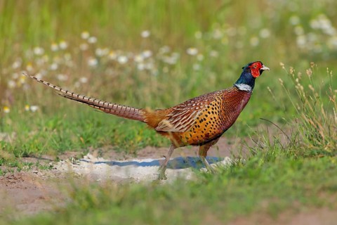 Pheasant, Common Pheasant, Pheasant, Ring-necked Pheasant, Phasianus colchicus, Faisan de Colchide,