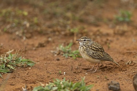 Sabota Lark (Calendulauda sabota), South Africa